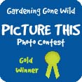 picture this photo contest gold