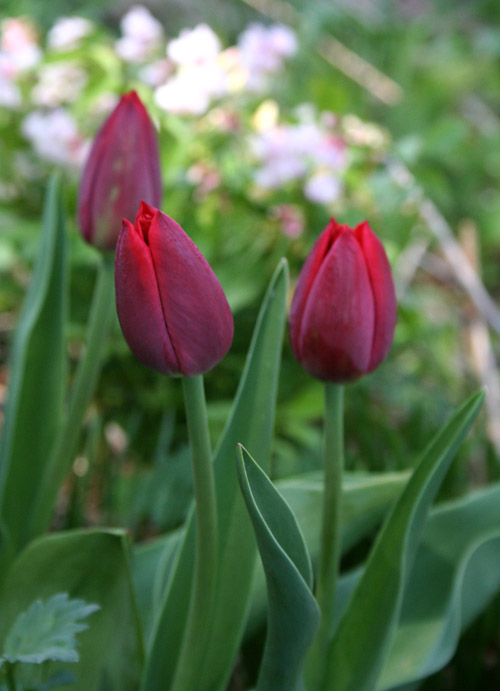 recued tulips