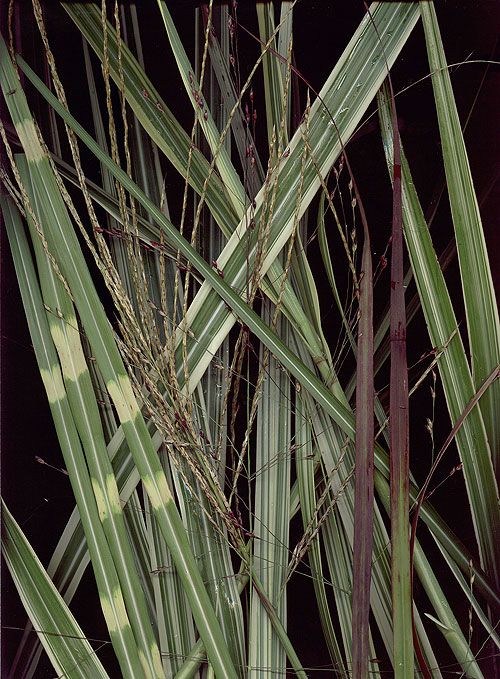 ornamental grass scan