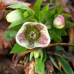 spotted hellebore