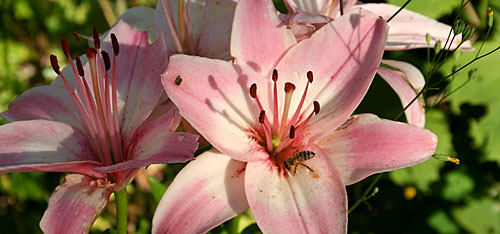 bee on lily