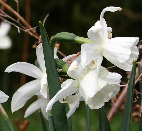 Leucojum, tulip, thalia daffodils – Ellis Hollow