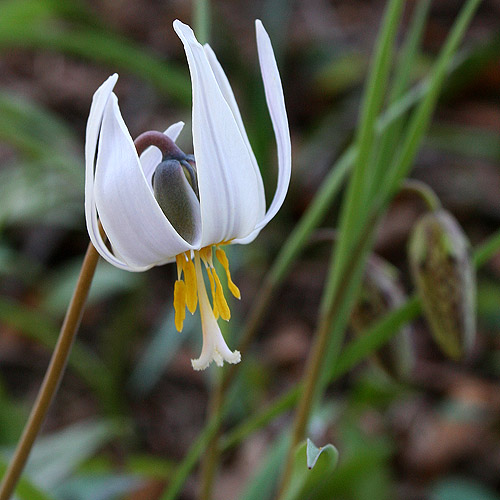 trout lily