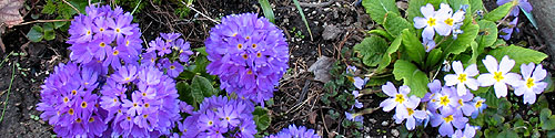 Purple primulas