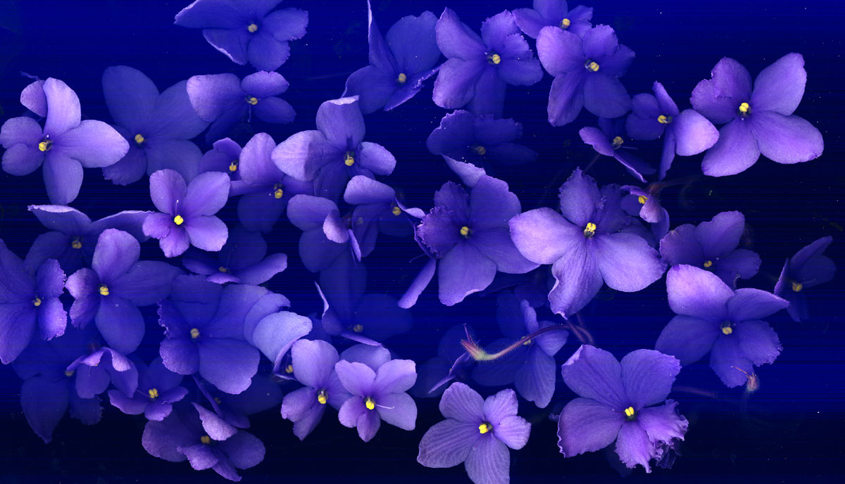 Scanner test: African violets – Ellis Hollow