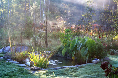 water garden, fall morning
