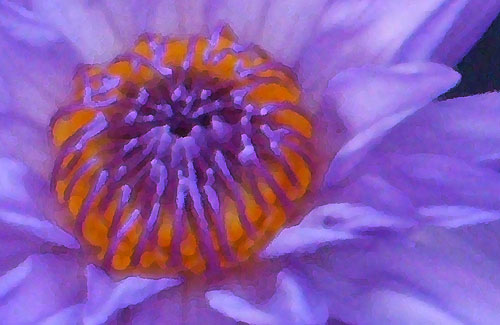 violet waterlily