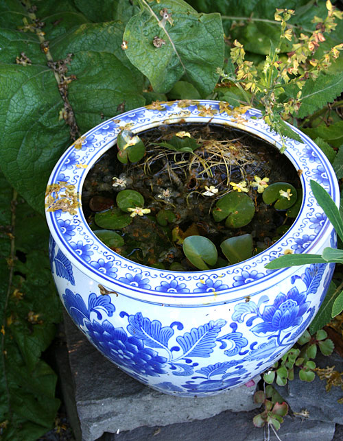 blue container water garden