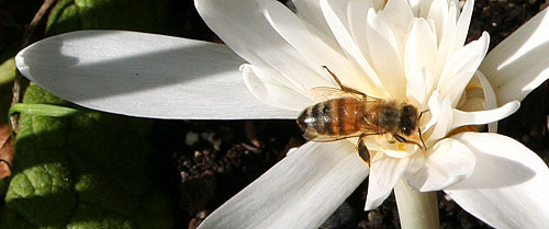 Bee on Colchicum autumnale â€˜Alboplenumâ€™