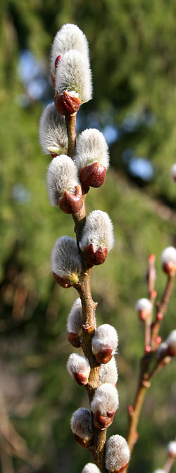 willow buds breaking