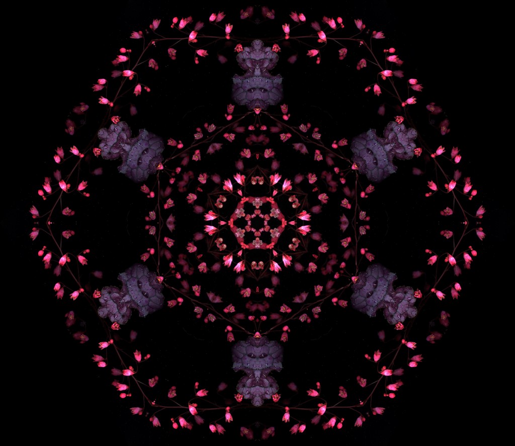 Heuchera kaleidoscope 