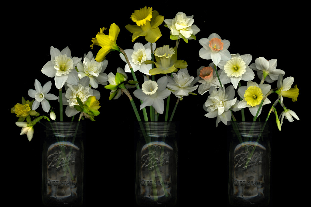 daffodil daze
