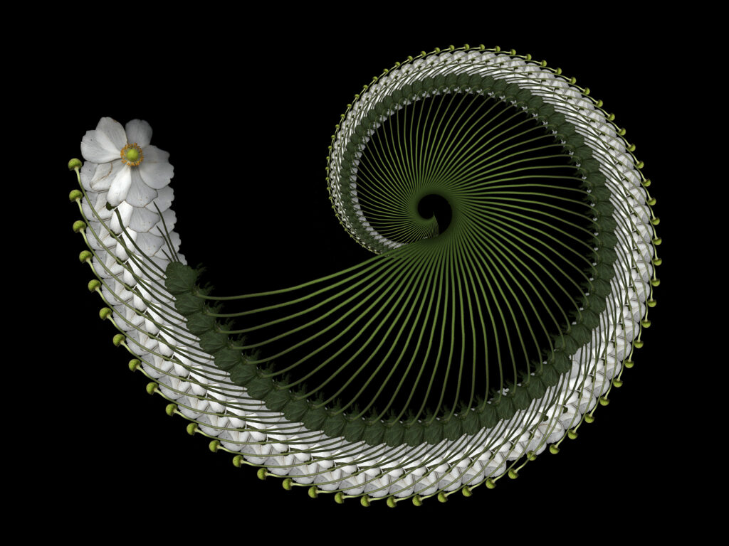 anemone spiral