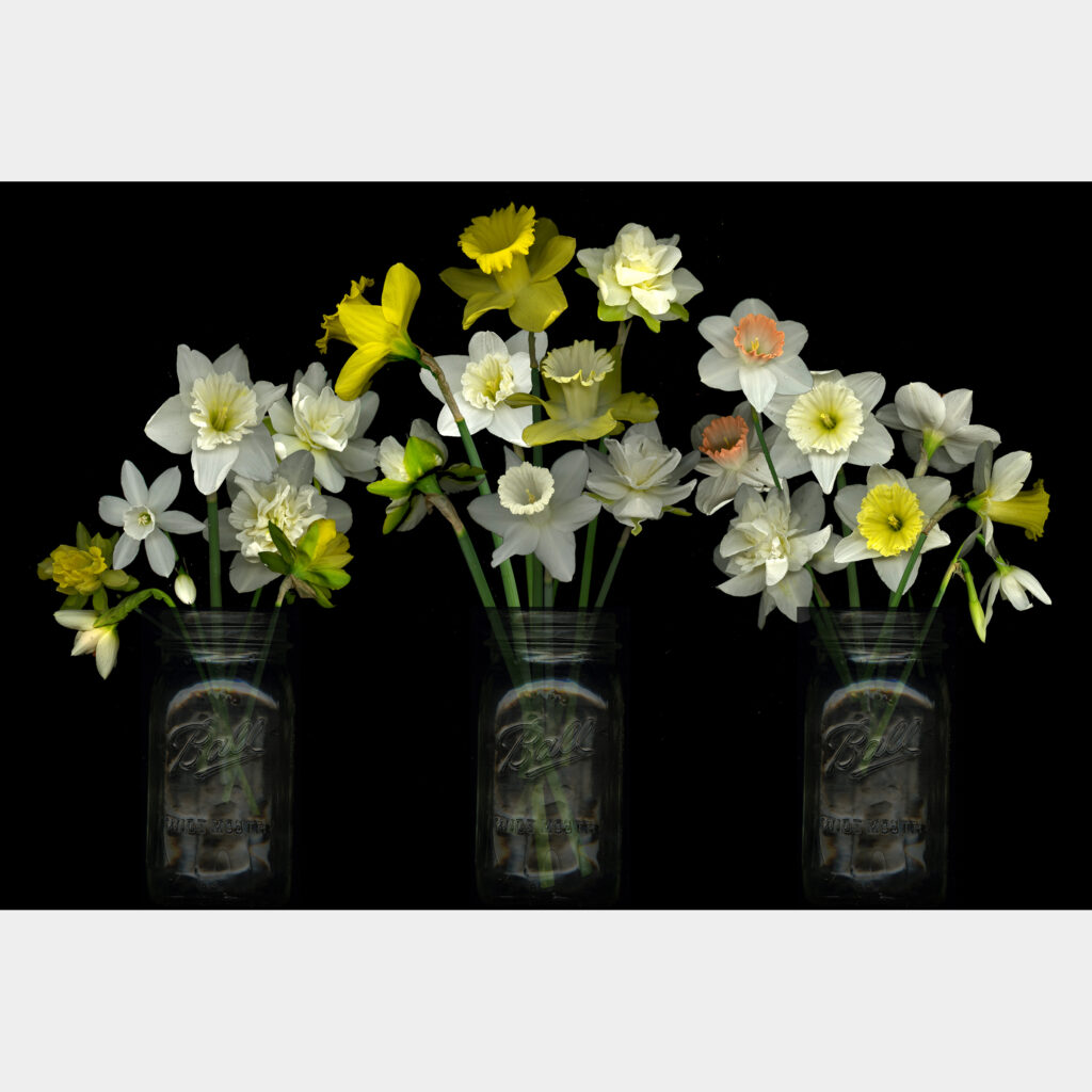 Daffodils in Mason jars (April 2018)