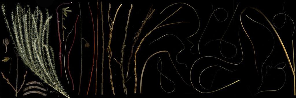 curly grasses mostly