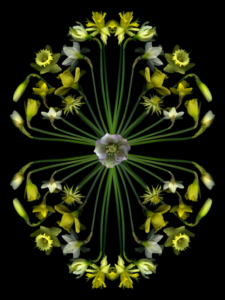 daffodil 4 square