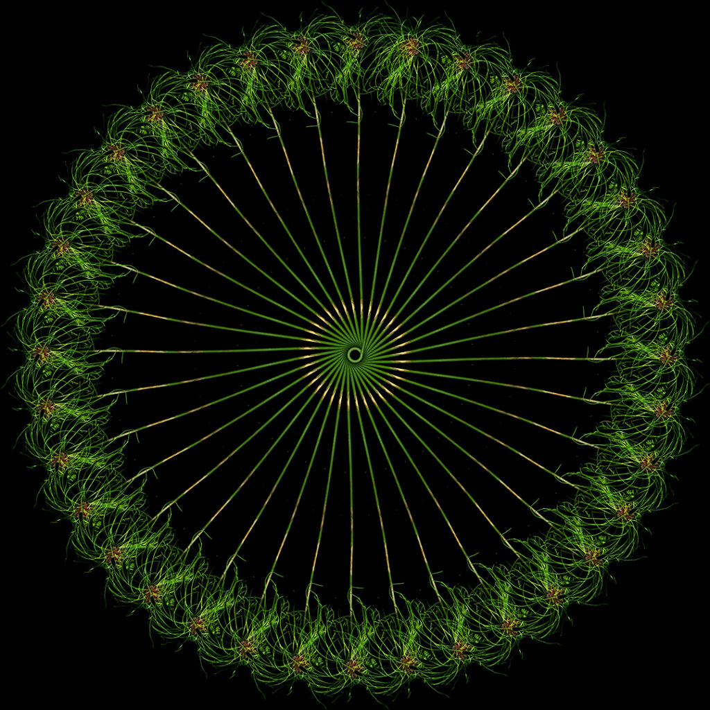 allium
