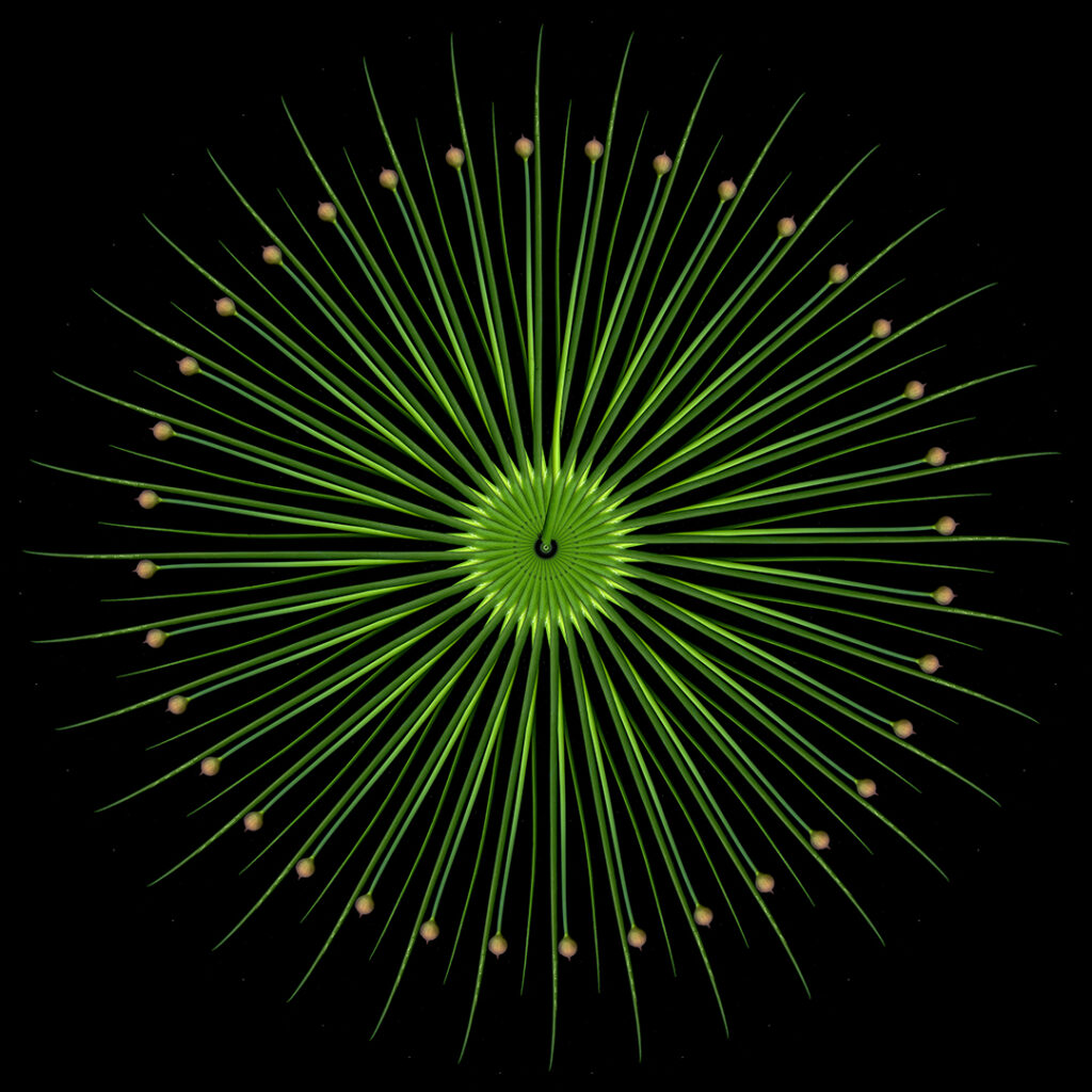 allium
