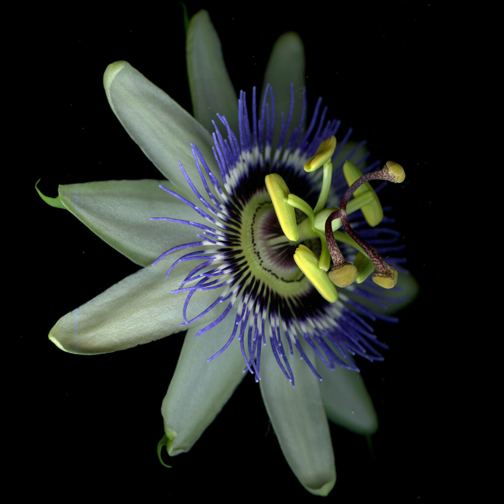 passiflora