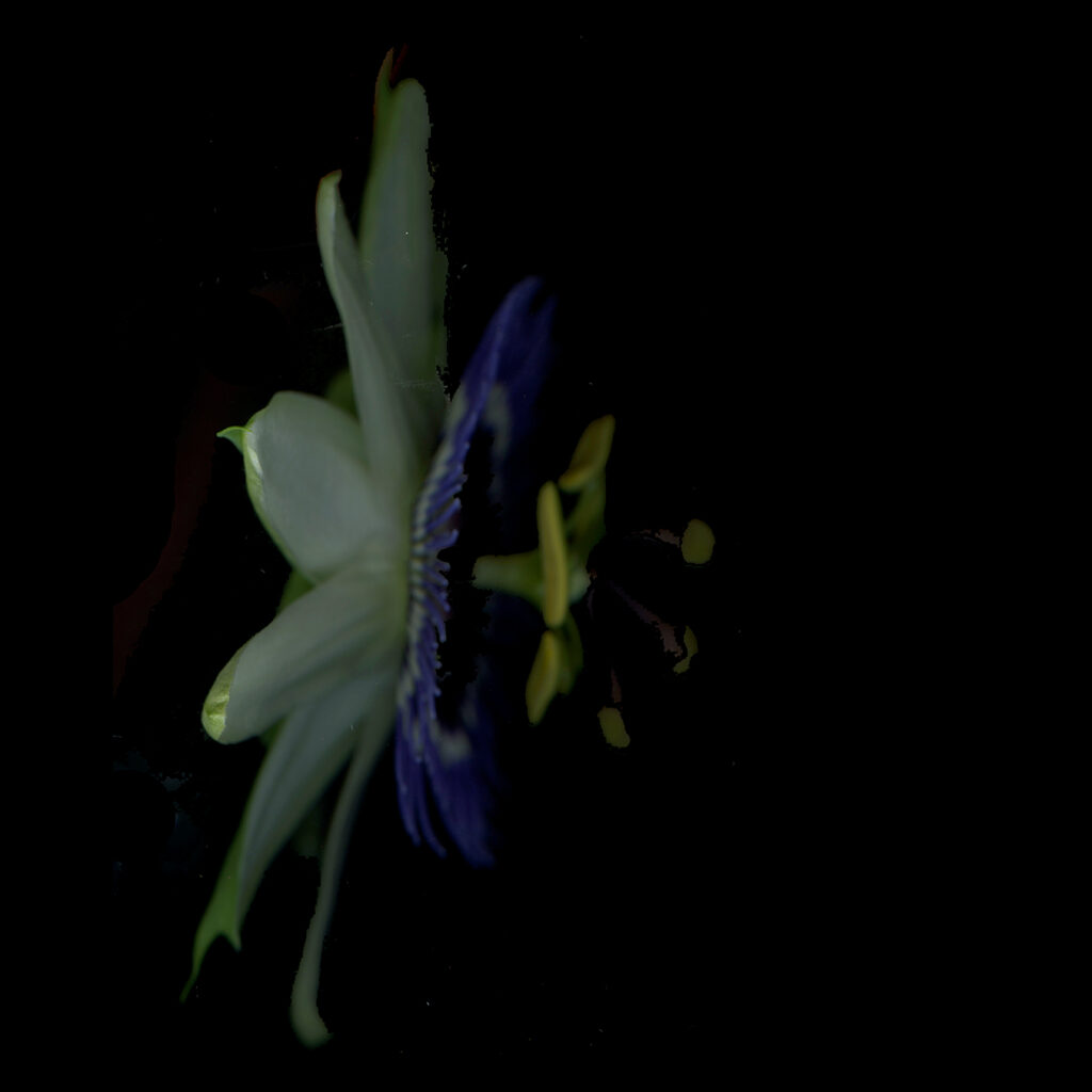 passiflora