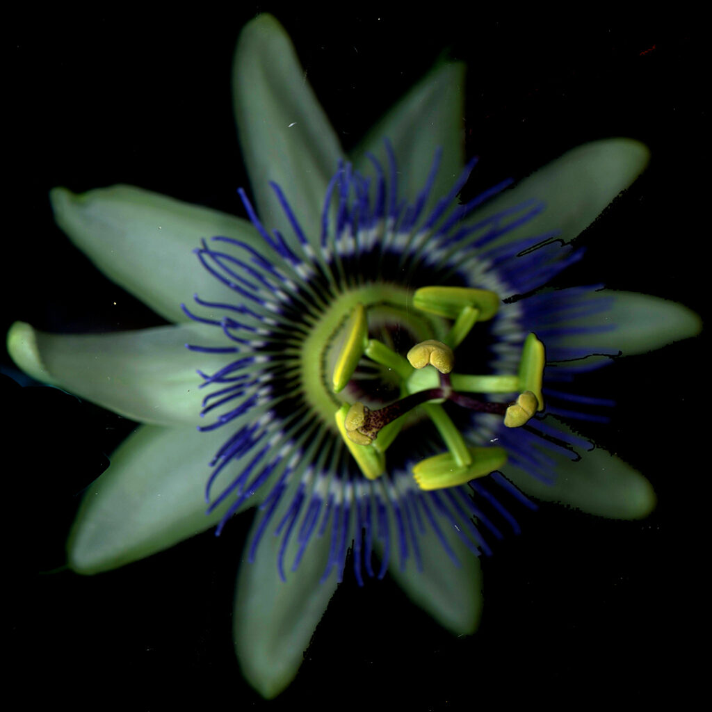 passiflora