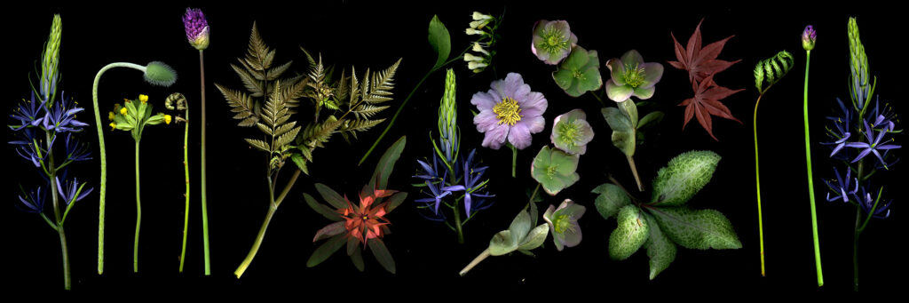 camassia et al