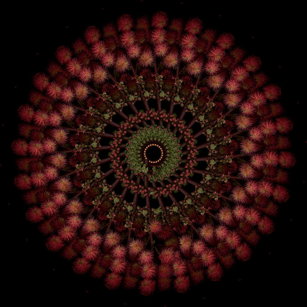 castor bean