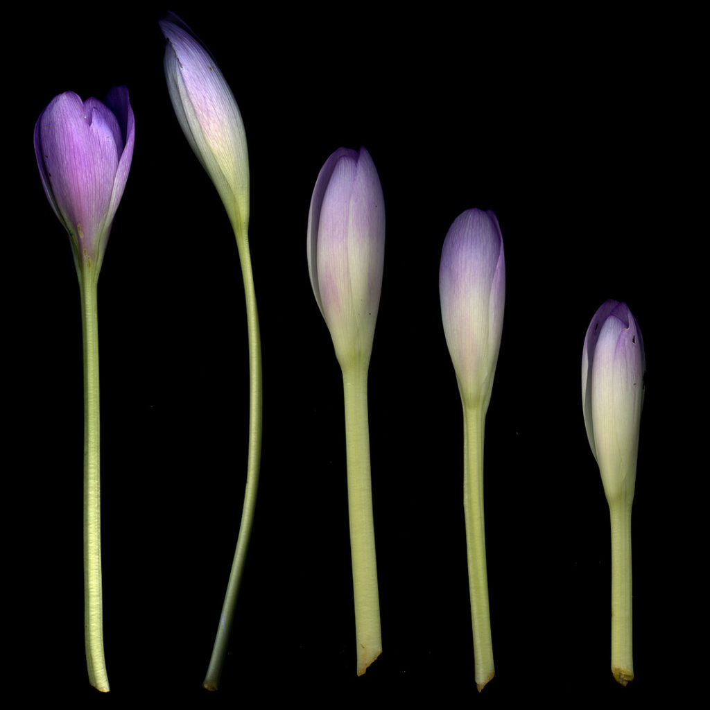 colchicums