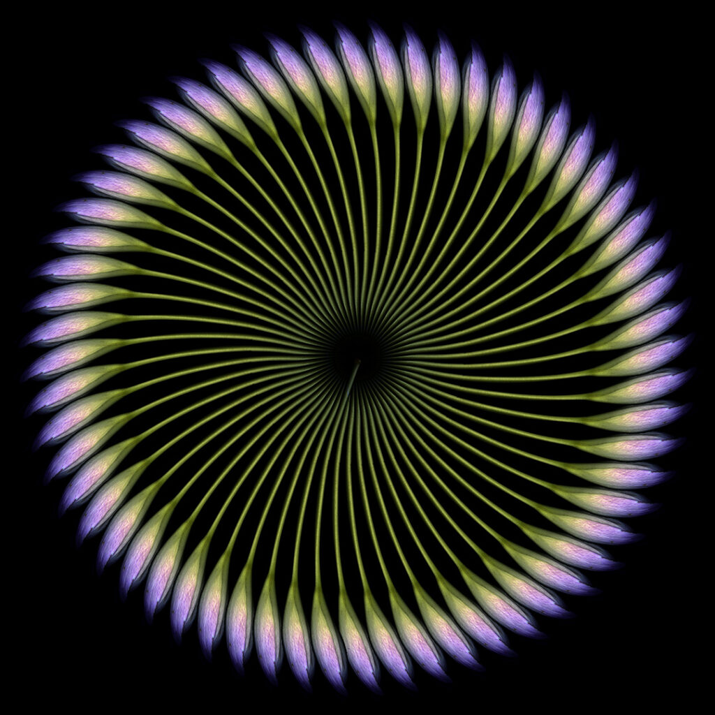 colchicum mandala