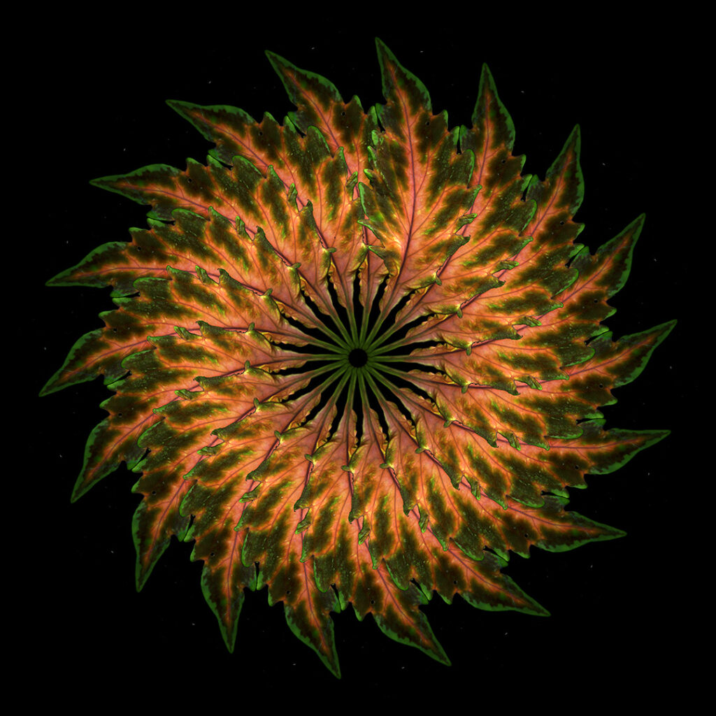 coleus