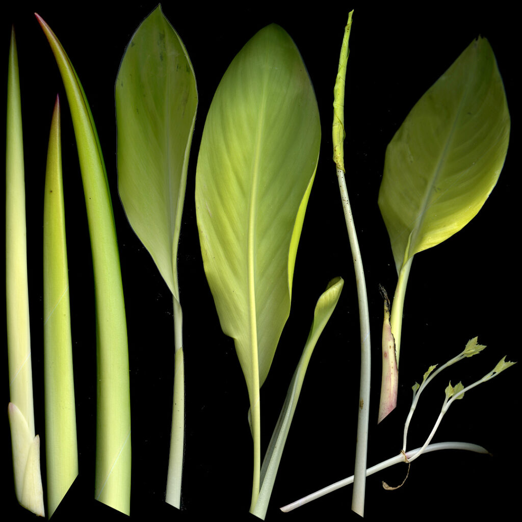 cannas etc
