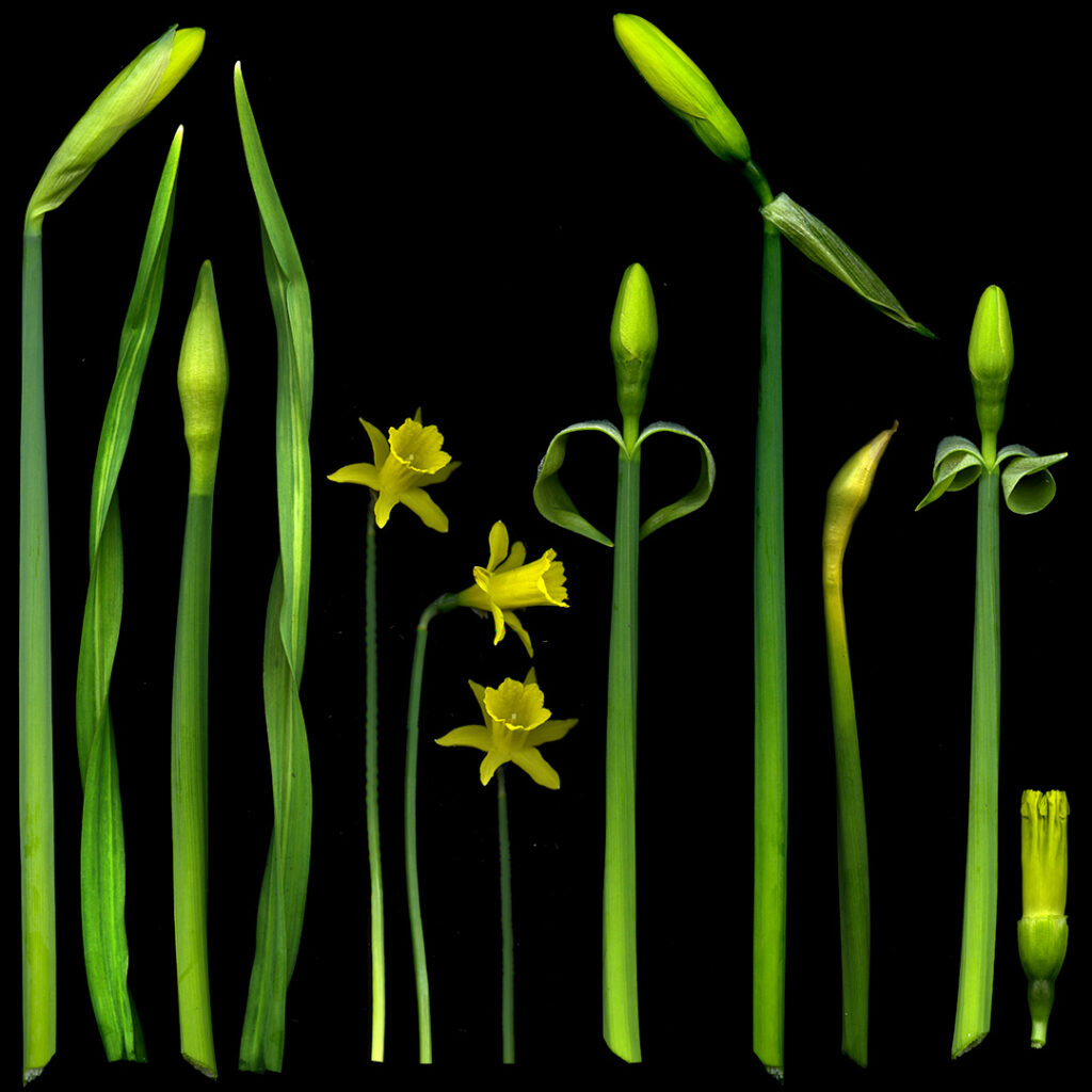 daffodils