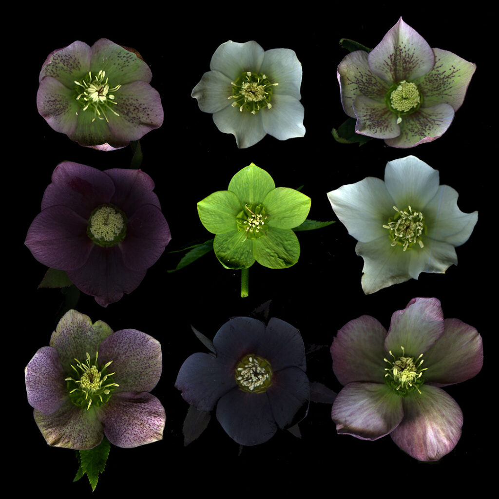hellebores