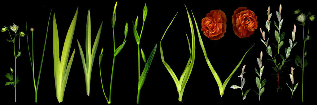 Aquilegia, allium, iris, tradescantia, poppy, willow.