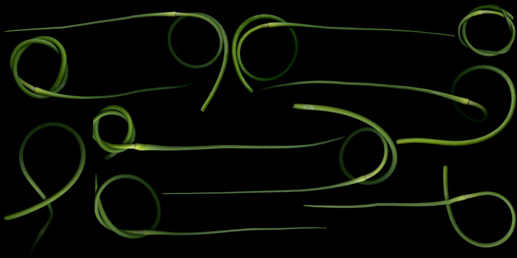scapes