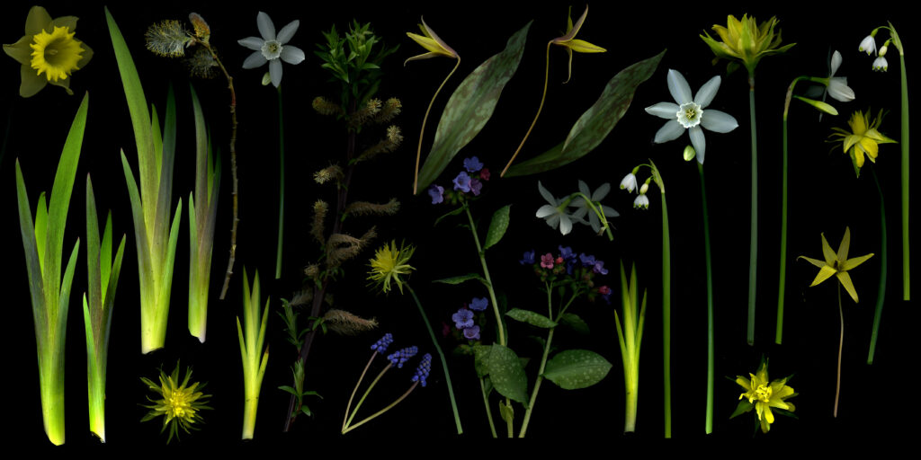 daffs and other early bloomers and foliage