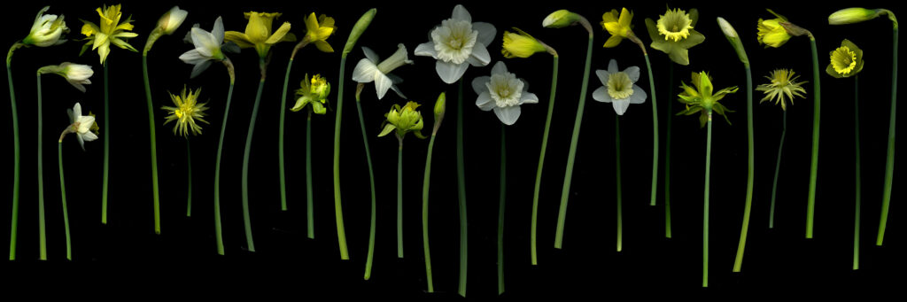 daffodils