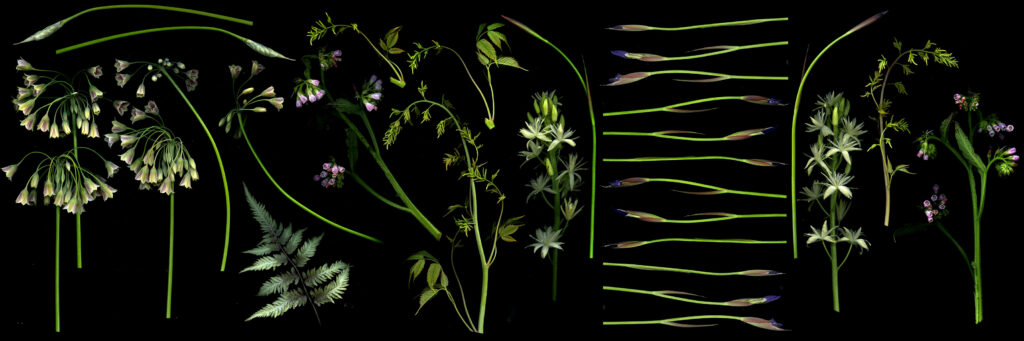 camassia, honeybells and more