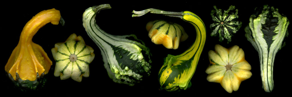 decorative gourds