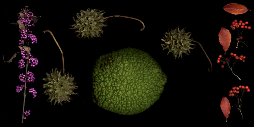 fall fruit