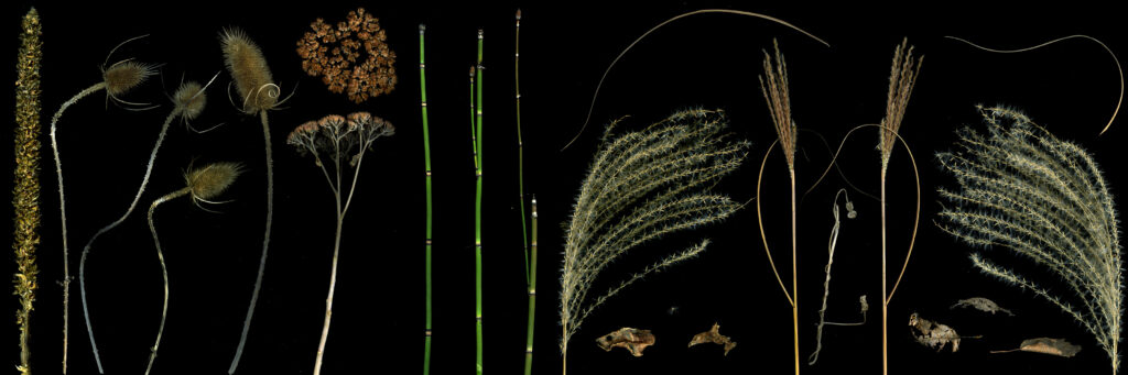 Sedum, Miscanthus, Teasel, Verbascum,