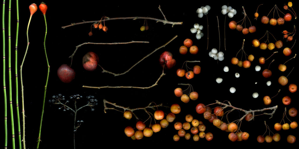 fall fruit