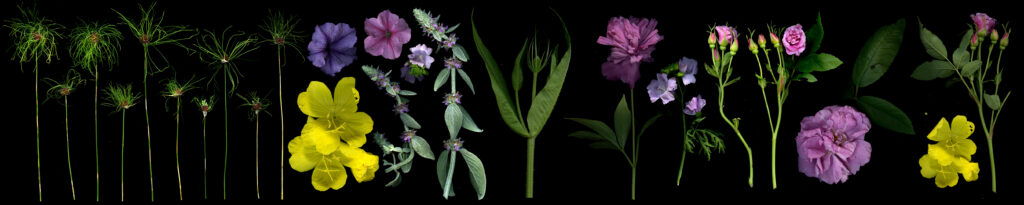 allium hair et al