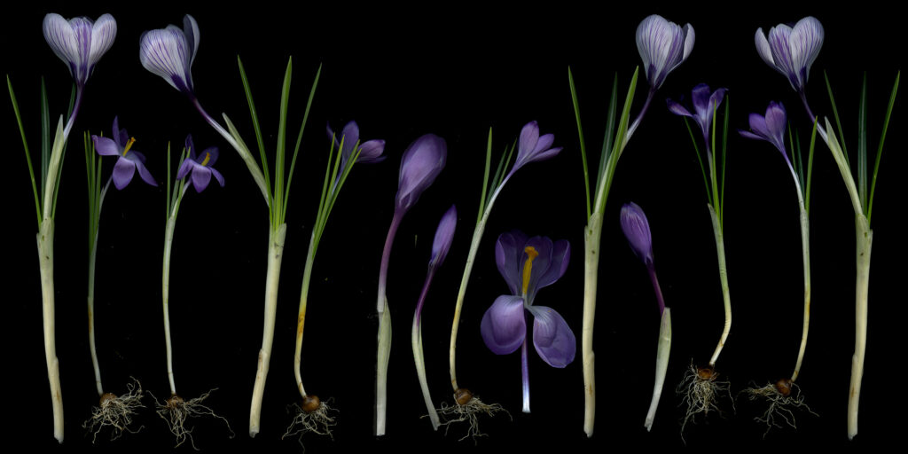 crocuses