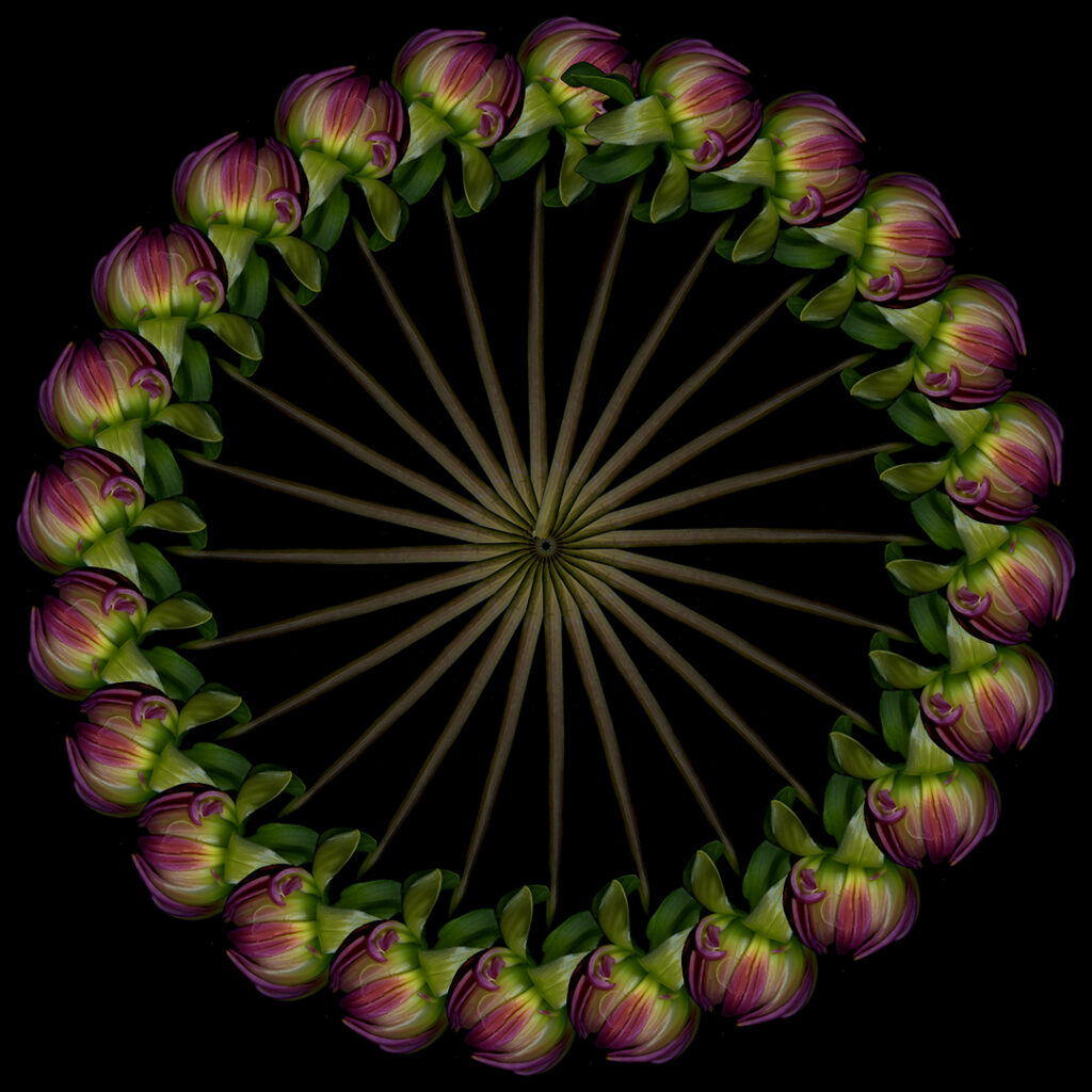 dahlia bud