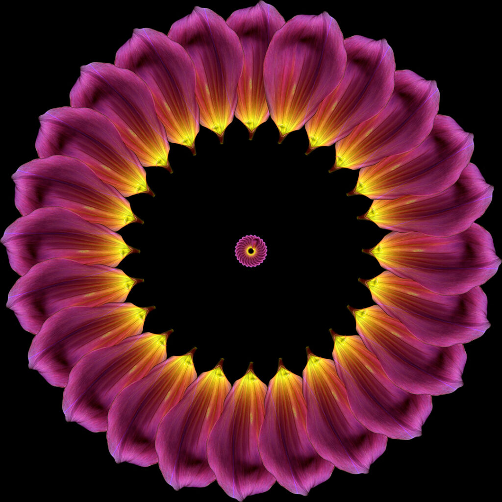 dahlia petals
