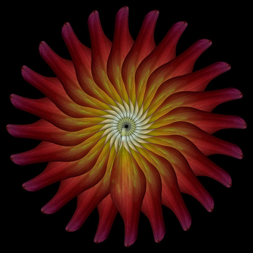 Dahlia petals