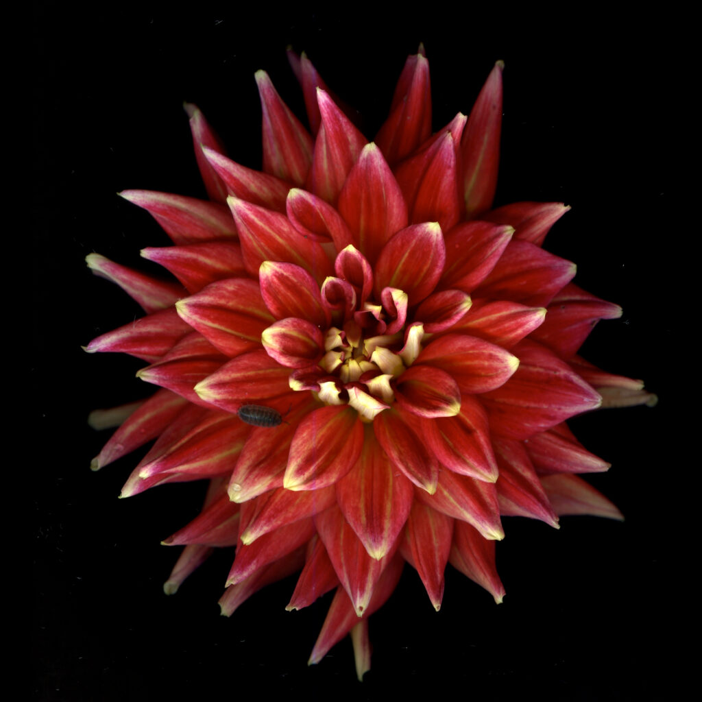 dahlia