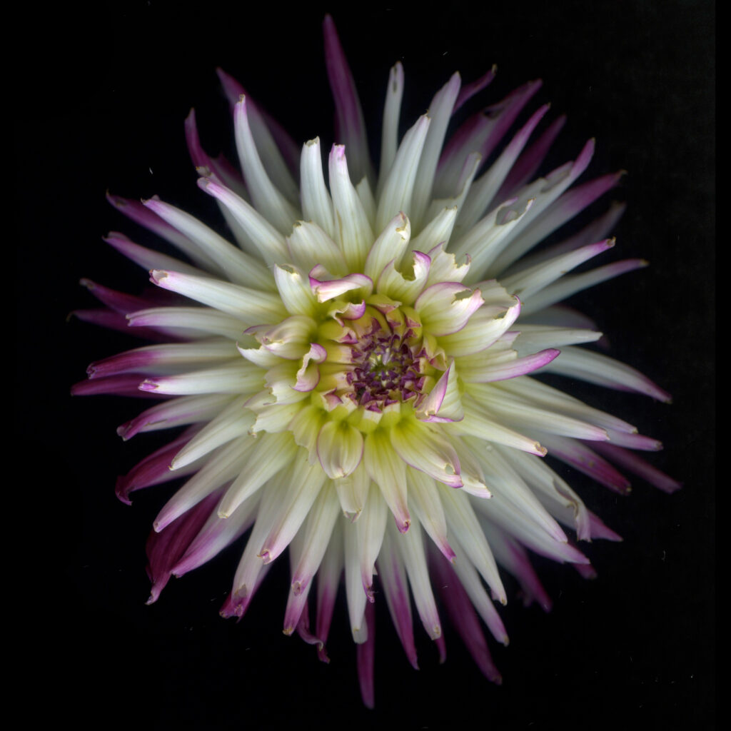 Dahlia