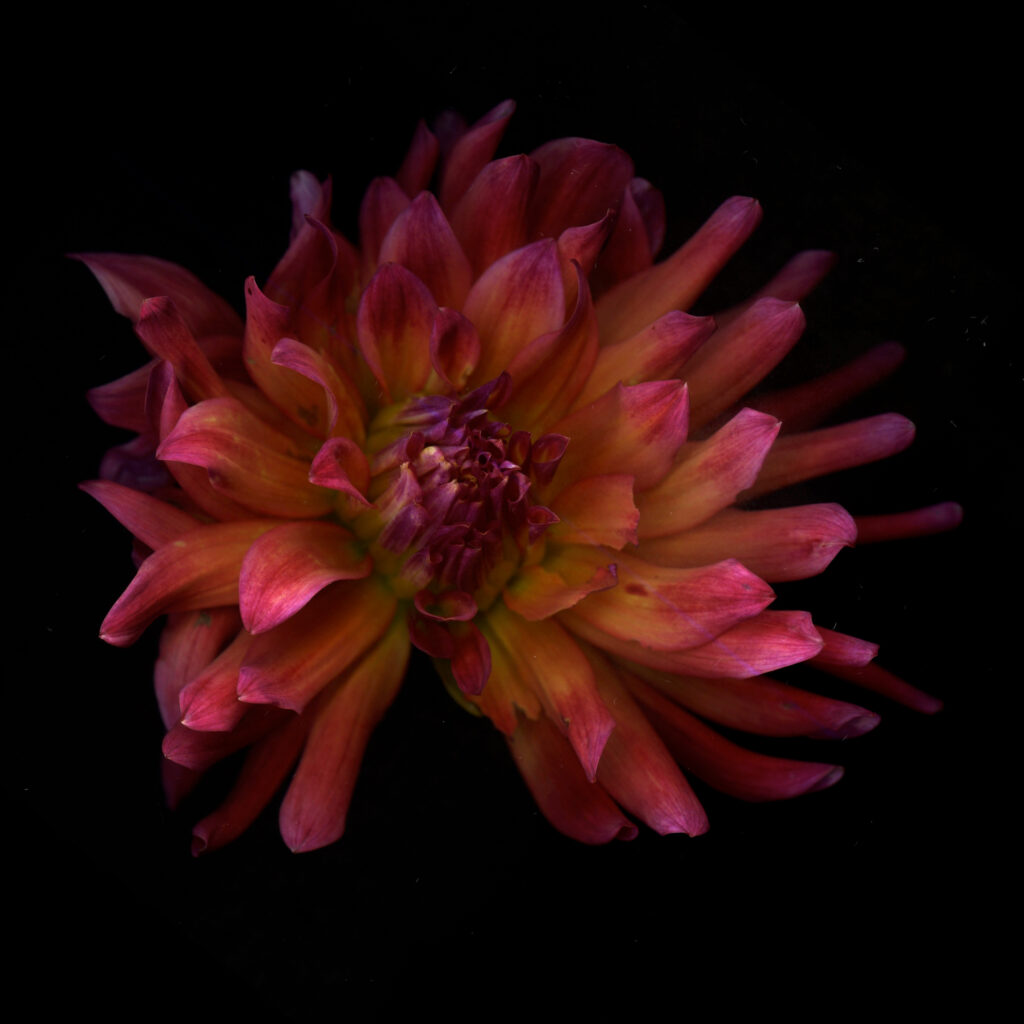Dahlia
